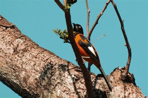 Meet The National Animal of Venezuela, The Troupial