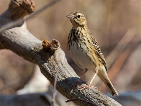 Tree Pipit Bird Facts (Anthus trivialis) | Birdfact