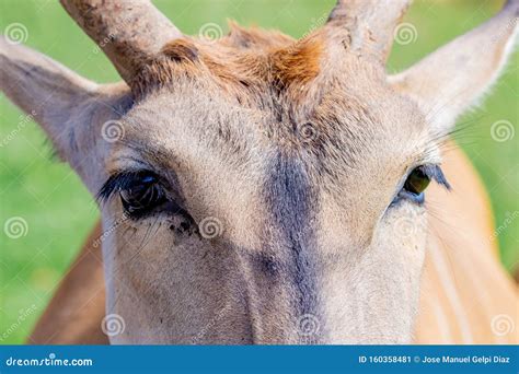 Large male eland antelope stock image. Image of park - 160358481