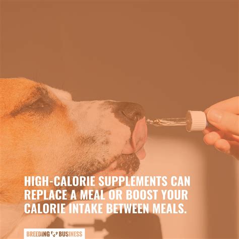 High-Calorie Supplements For Dogs – 2024 Buying Guide