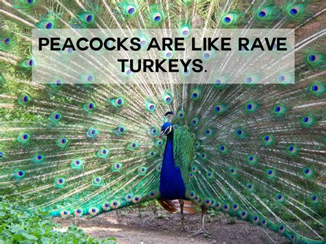 The best Peacock memes :) Memedroid