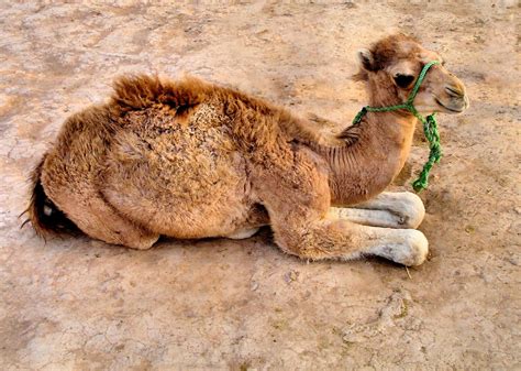 Dromedary Camel Calf in Marrakech, Morocco - Encircle Photos