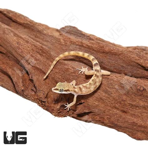 Steudner's Pygmy Geckos (Tropiocolotes steudneri) For Sale - Underground Reptiles