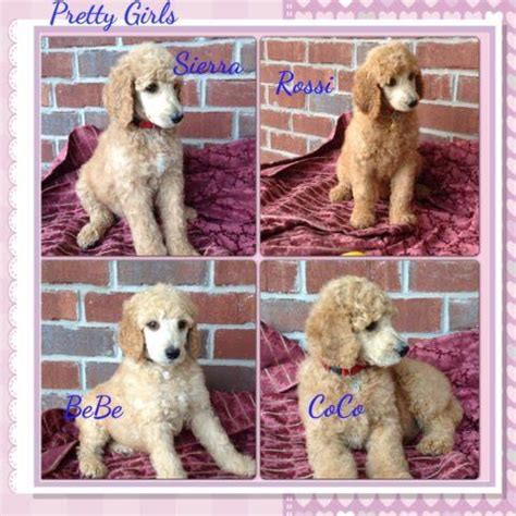 Beautiful AKC Standard Poodle Puppies for Sale in Defuniak Springs ...