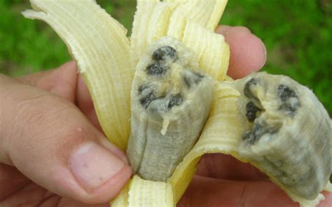 Non Genetically Modified Banana