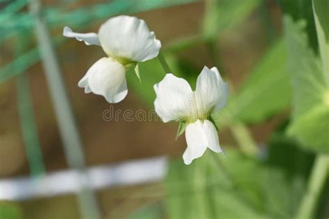 Harvesting Snow peas. stock image. Image of bloom, peas - 246924691