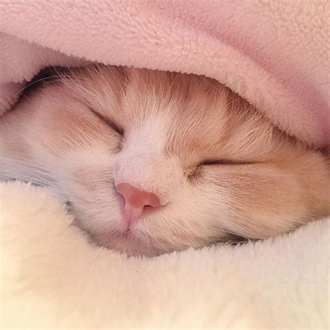 a small kitten sleeping under a pink blanket
