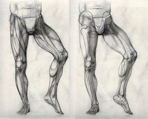 Resultado de imagen para legs muscles drawing | Arte de anatomía humana ...