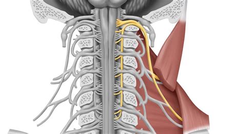 Trapezius Muscle - The Definitive Guide | Biology Dictionary