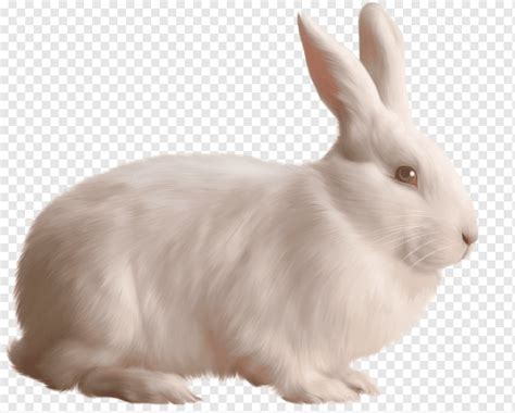 Rabbit, White Rabbit Free, white rabbit illustration, image File ...