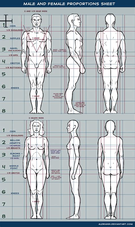 Male and female proportions sheet by Aldriann on DeviantArt