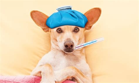 4 Common Health Issues In Dogs | Symptoms, Causes & Treatments