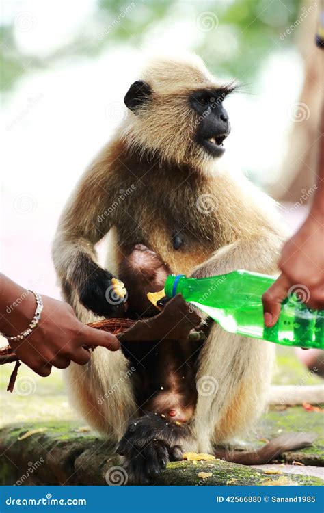 Monkey feeding stock photo. Image of feeding, chimpanzees - 42566880