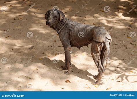 Scabies Dog Stand On Ground Royalty-Free Stock Image | CartoonDealer.com #40393090