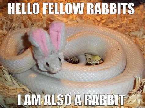 Snake-rabbits can be very ssssneaky. (With images) | Funny easter memes, Cute animals