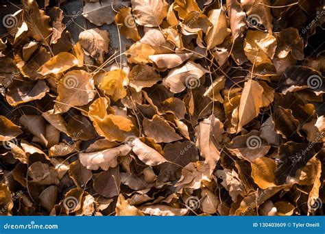 Orange Fall Leaves Background Texture Stock Image - Image of color, bright: 130403609