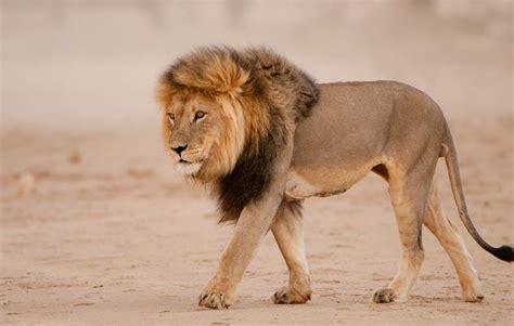 Lion - Leo Panthera - African Lion