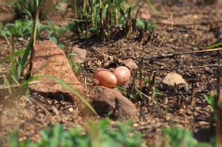 Ground Pennant-winged Nightjar Eggs | Project Nightjar | Flickr