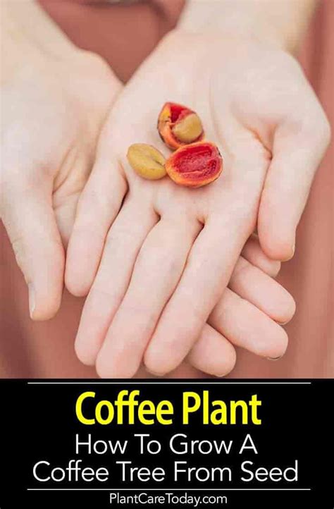 Coffee Plant Care: How To Grow A Coffee Tree Indoors and Out [GUIDE ...