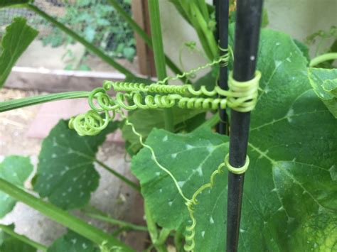 Tendrils - The Daily Garden