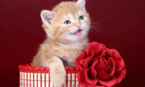 Are Roses Toxic To Cats, Actually? - A-Z Animals