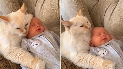 Cat snuggling with baby is heart-melting in sweet viral clip | PetsRadar