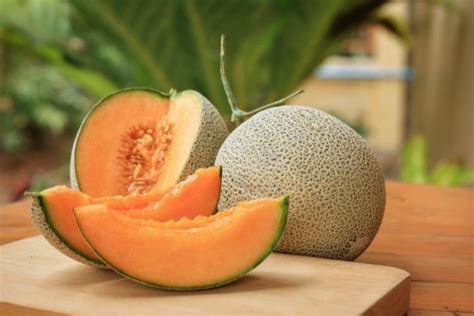 Cantaloupe Melon: Everything You Need To Plant And Care For The Sugar Melon