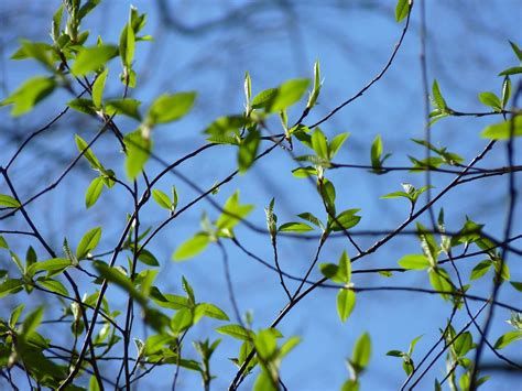 Free photo: Leaves, Sky, Spring, Green, Nature - Free Image on Pixabay - 413435