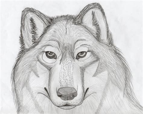 Wolf drawing by xXCrystalWolfX on DeviantArt