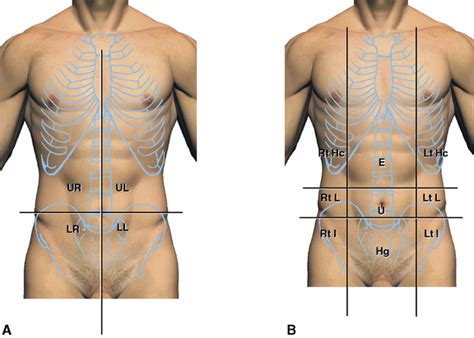 4: The Abdomen, Pelvis, and Perineum | Pocket Dentistry