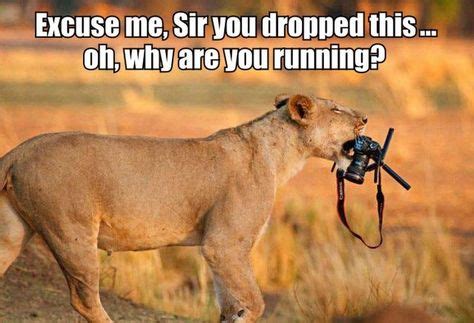 PHOTOS: Lioness Chooses Camera Over Food, 'Takes' Pictures | Funny stuff | Funny lion, Animal ...