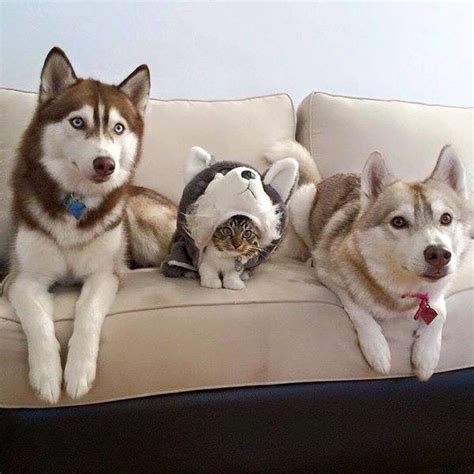 Cat Memes on Twitter: "Day 5, they still haven't noticed I'm a cat ...