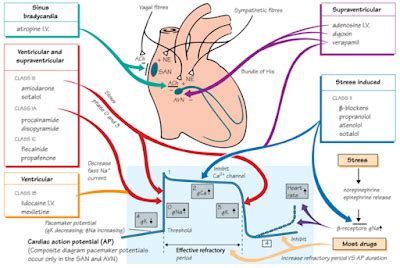 Dr Han Naung @ Henry Han : Electrophysiology and Heart Rhythm : Mechanisms of Antiarrhythmic Drugs