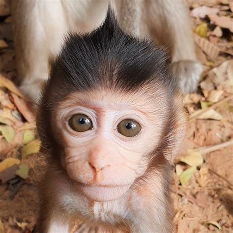 Best cute baby monkey and wildlife monkey | Explore Monkeys Videos ...