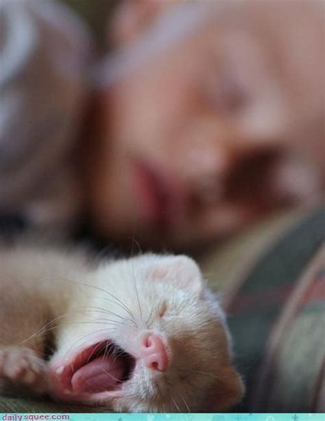 A little boy sleeping with his pet ferret. Cute! - http ...