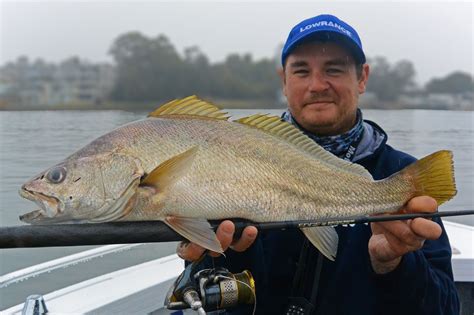 The Fish Cure: THE MULLOWAY CIRCLE