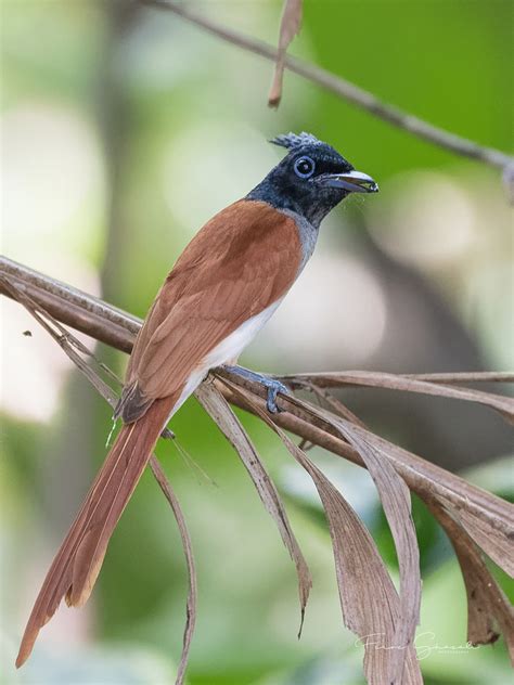 Indian Paradise Flycatcher – Birds of Singapore