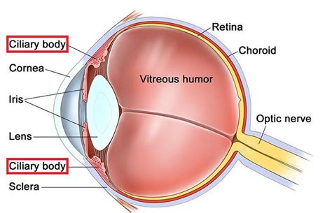 The eye lens is held in position by