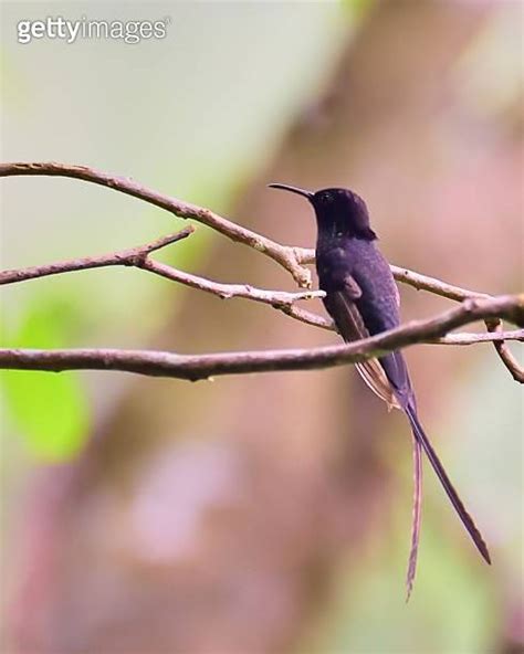 Black-billed Streamertail Hummingbird 이미지 (1328016629) - 게티이미지뱅크