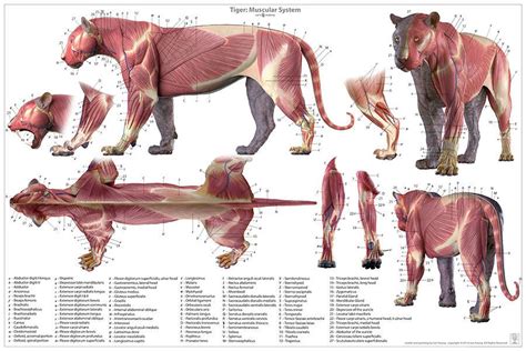 ArtStation - Tiger anatomy model, Jun Huang | Feline anatomy, Cat anatomy, Lion anatomy