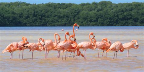 Celestun - Flamingos and Mangroves on the coast of Yucatan - Mike Polischuk