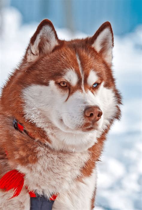 Female Red Siberian Husky