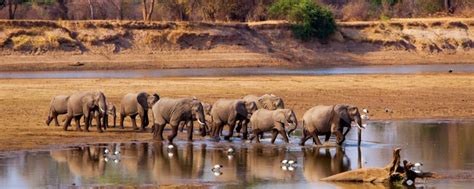 Luxury Zambia Safaris | South Luangwa | Why Go & When To Go | Art Of Safari