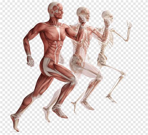 Movement of human muscle anatomy, skeleton, run png | PNGEgg