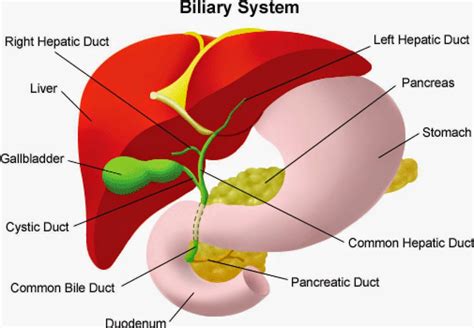 Pancreatic Liver Cancer - Health and Disease