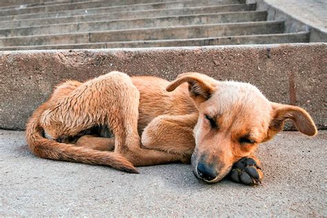 ¿Cómo adoptar a un Perro callejero? Pasos a seguir