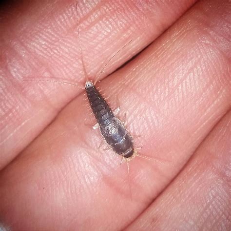 Orange County Residents - Need to Get Rid of Silverfish? - Orange County Pest Control