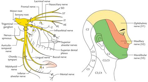 Trigeminal nerve anatomy, branches, distribution, function, damage & pain