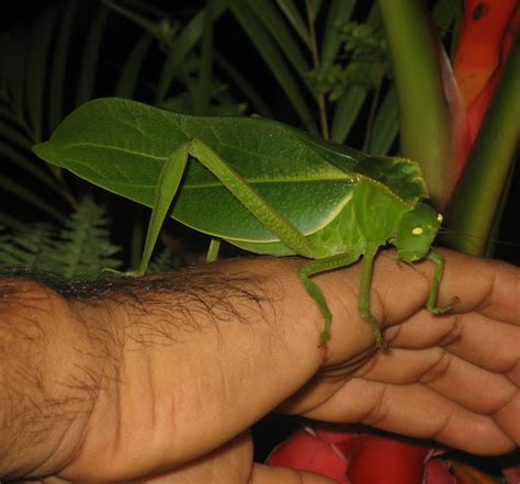 Green Crested Katydid | Project Noah