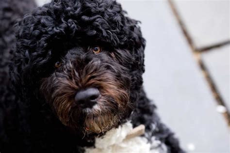 12 Absolutely Adorable Dog Breeds with Curly Hair | The Dog People by Rover.com